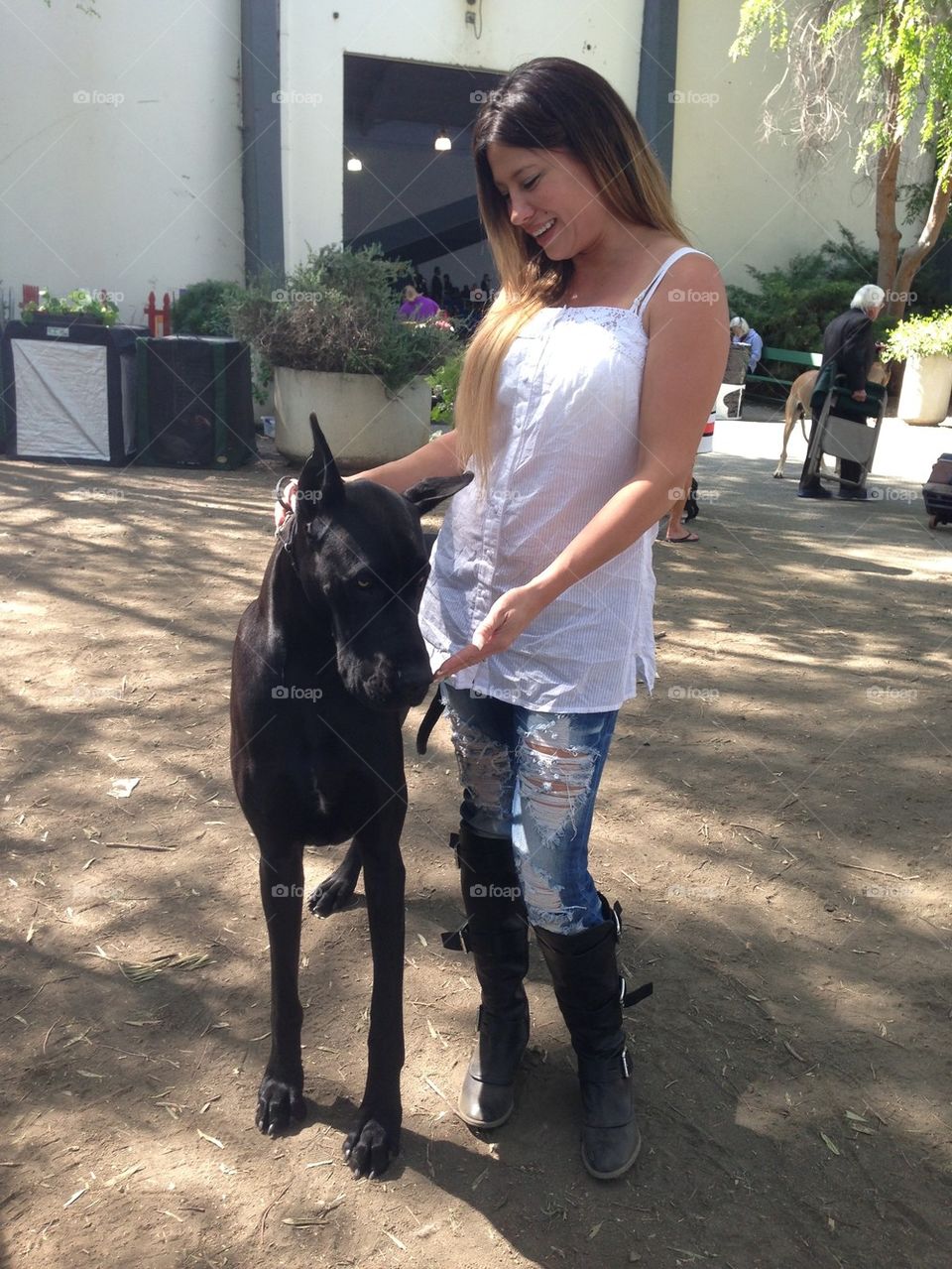 Love for Great Danes 