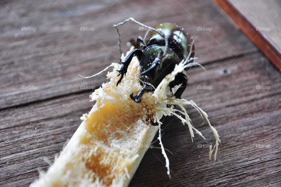 No Person, Wood, Nature, Insect, Closeup