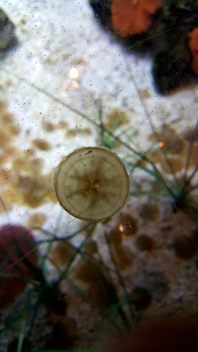 jelly fish