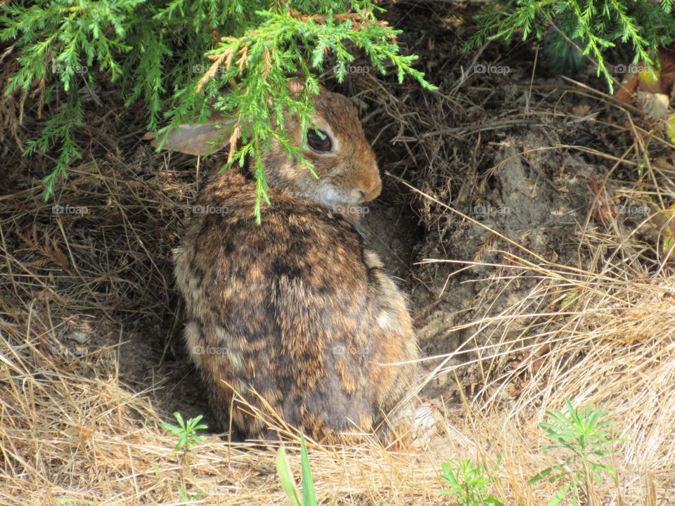 Cottontail Rabbit