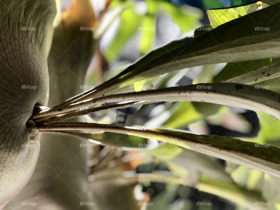 Staghorn Fern