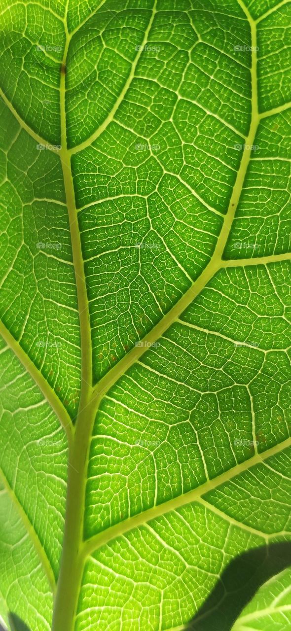 Hi, we love green plants as plant always give us clam, relax, and peaceful environment. Have you ever look closer into your plant? Here is where Ficus Lyrata breath. Look how impressive and complex the Ficus's leaf. The power of nature.