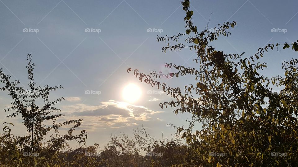 Sunset in the pasture