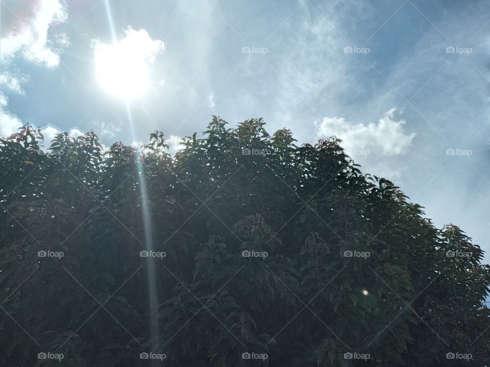 árvore com sol