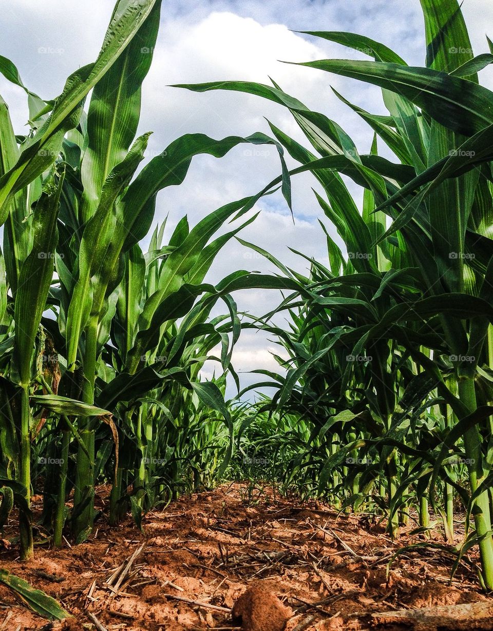 Scenic view of corn field