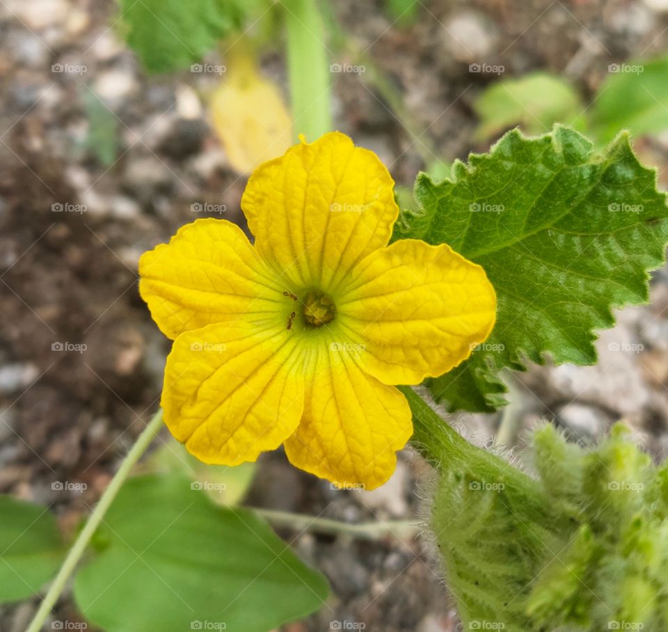 Flaura & Fauna-:
Two Ants(🐜) in Pumpkin Flower