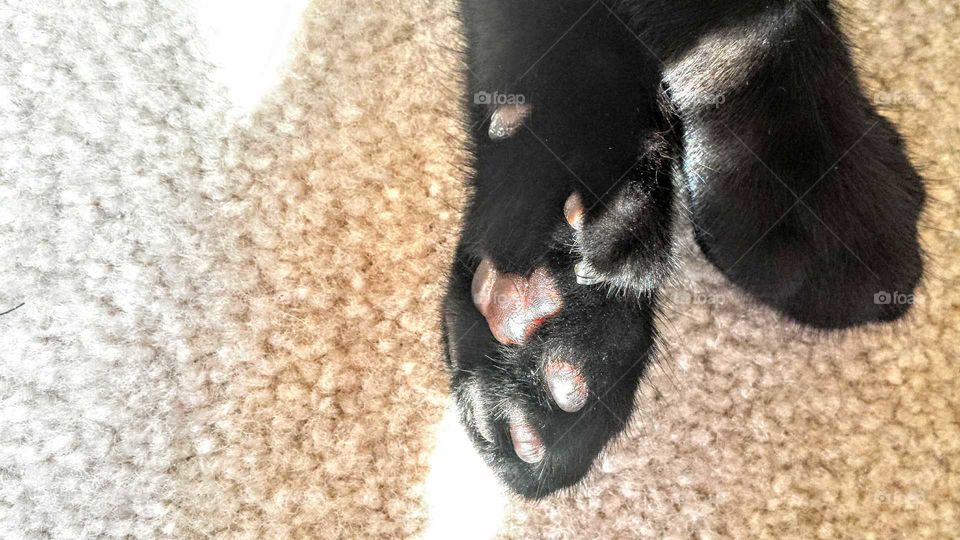 paw