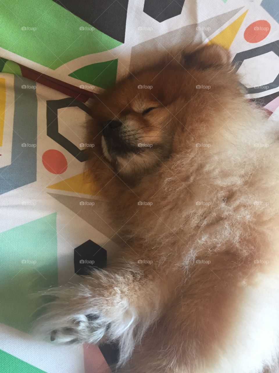 Just a fluffy ball taking his nap.