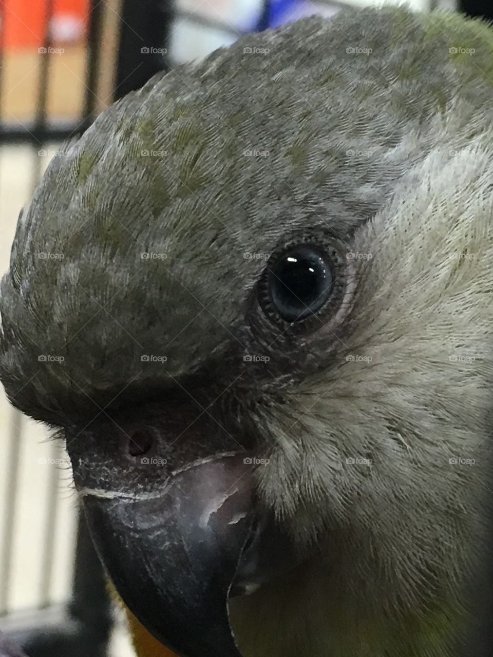 Eye of a Senegal parrot 