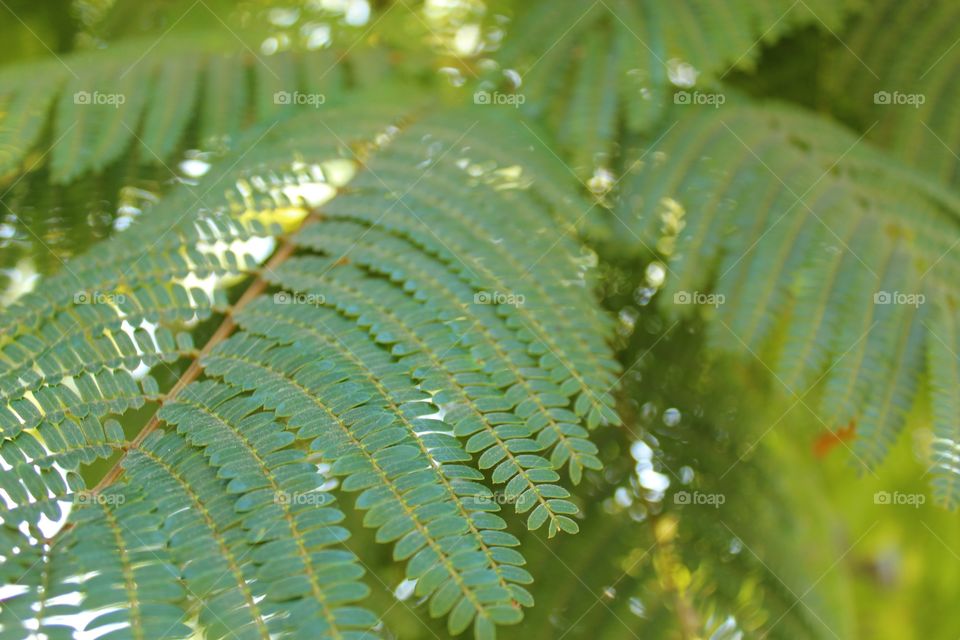 Leaf, Nature, Flora, Rain, No Person