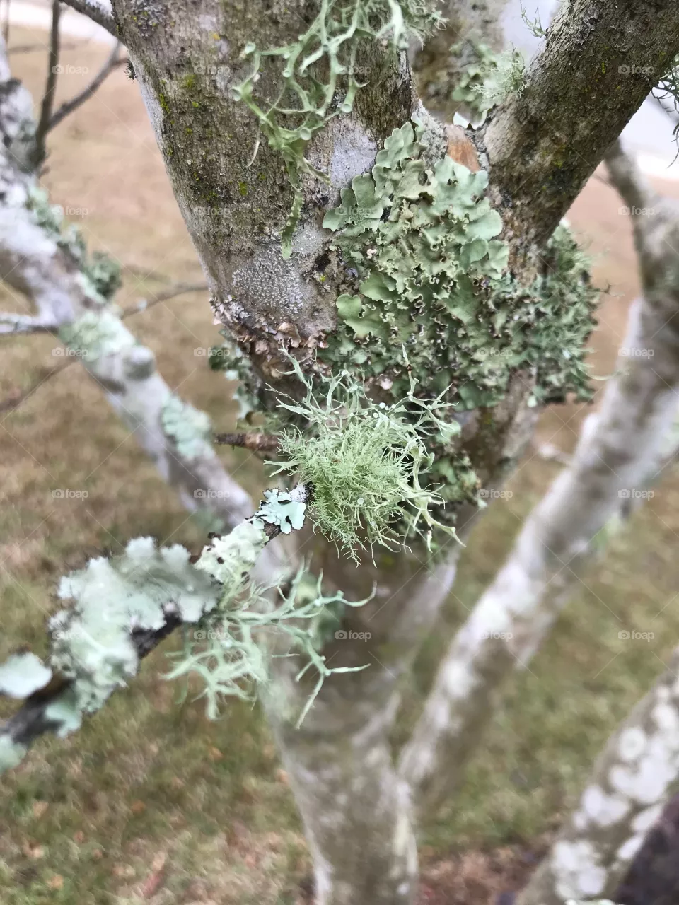 Moss 