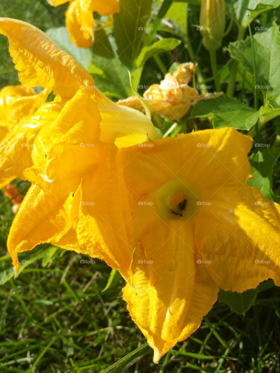 squash flowers