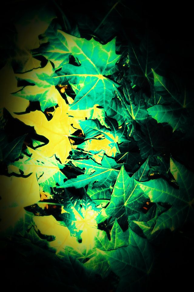 Green leaf