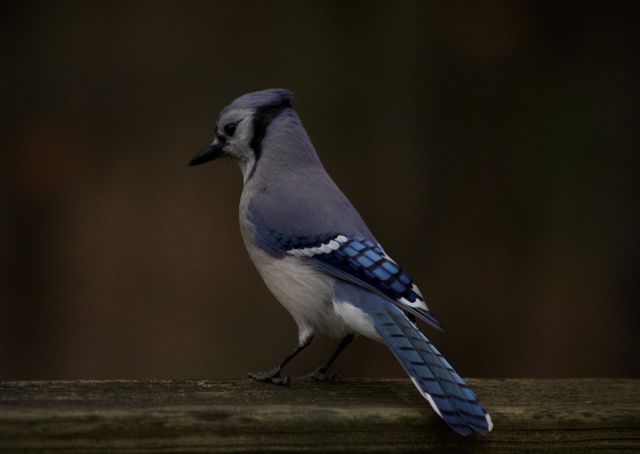 Blue Definition; Blue Jay