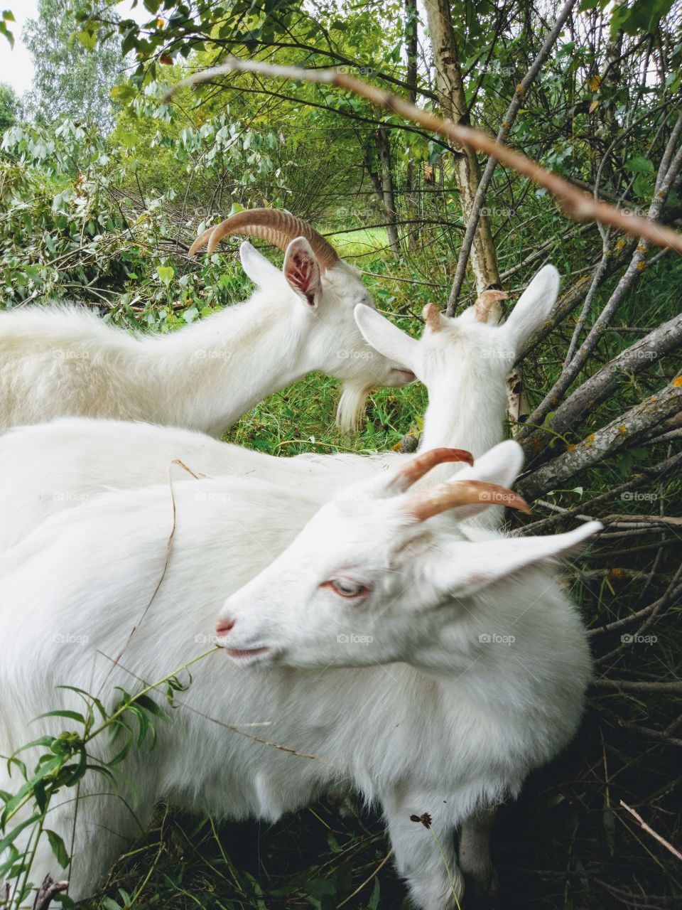 козы на пастбище