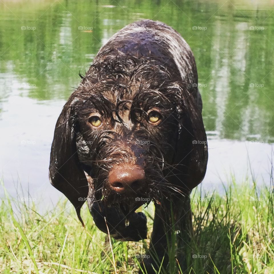german Wirehaired pointer coming out of the water