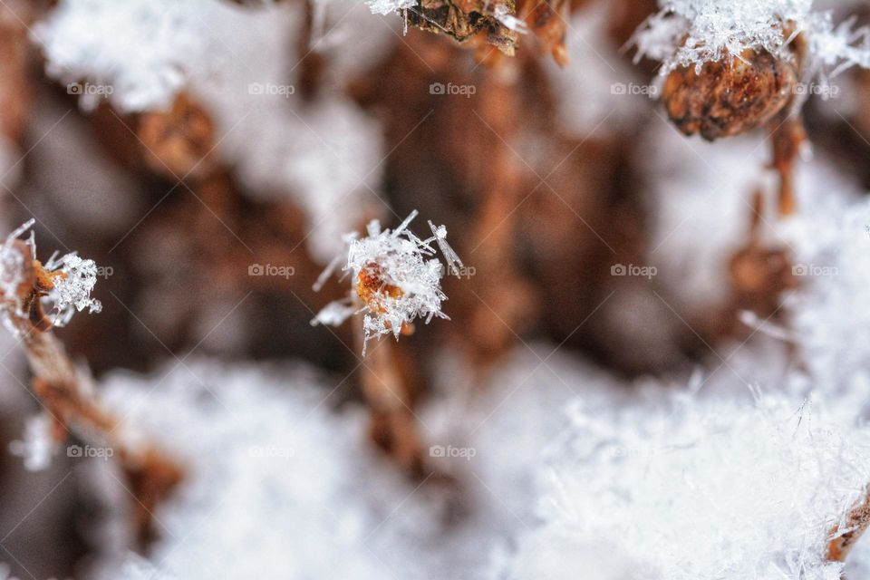 Snowflakes and ice shards decorate last springs dried plants. making them a work of art.