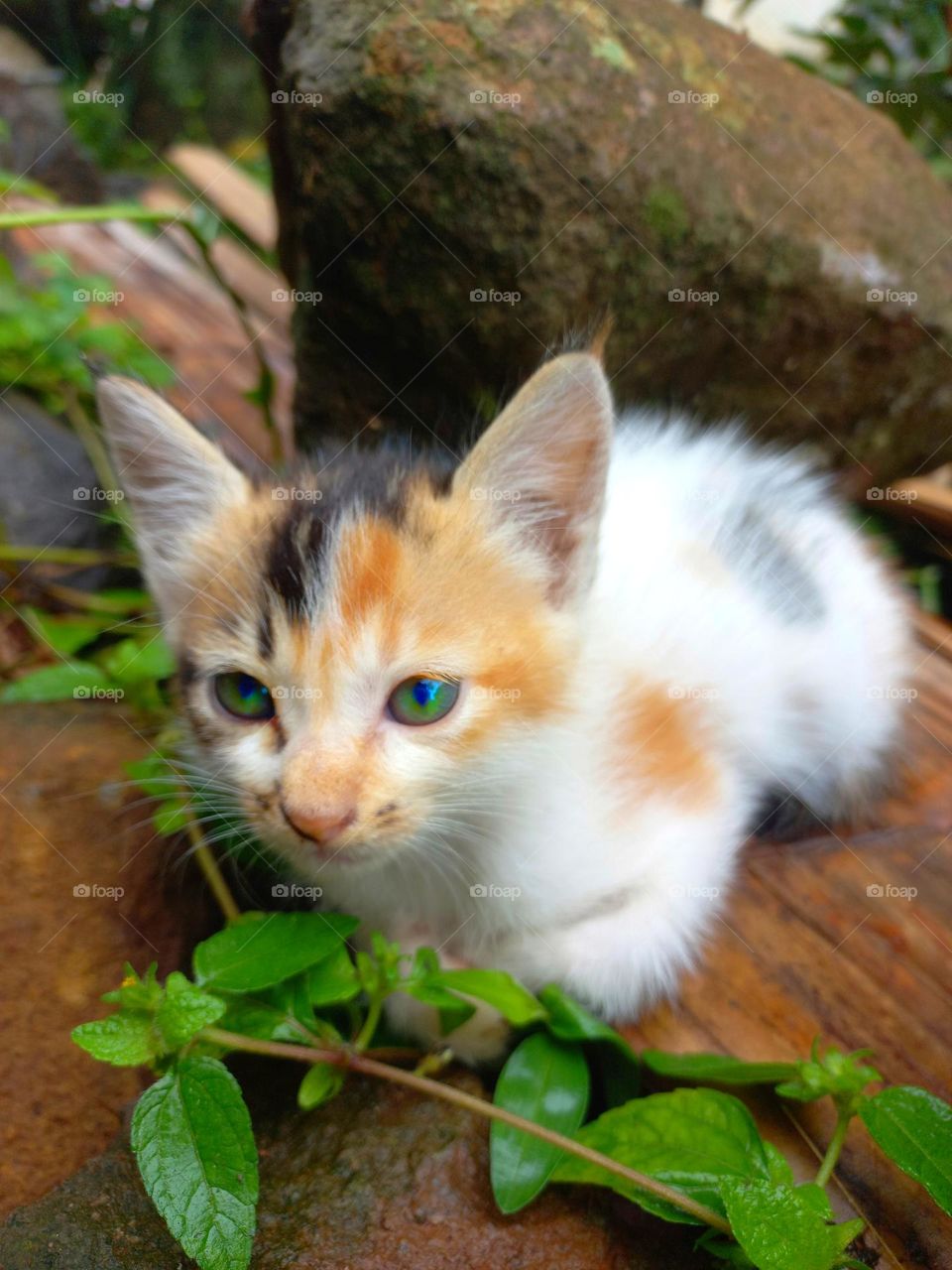 Cute kitten sitting on the ground