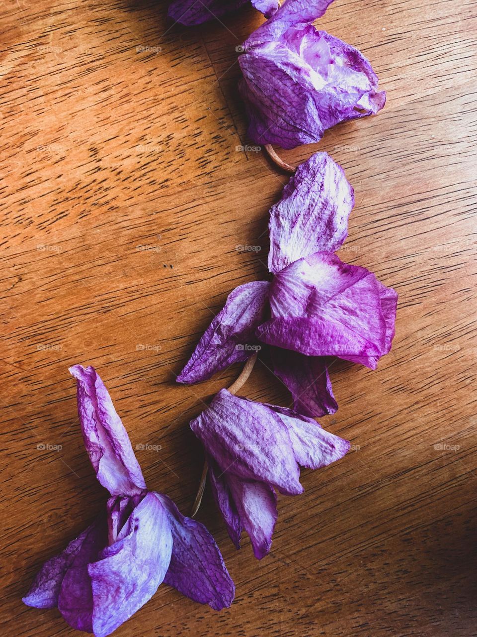 Falling orchid flowers