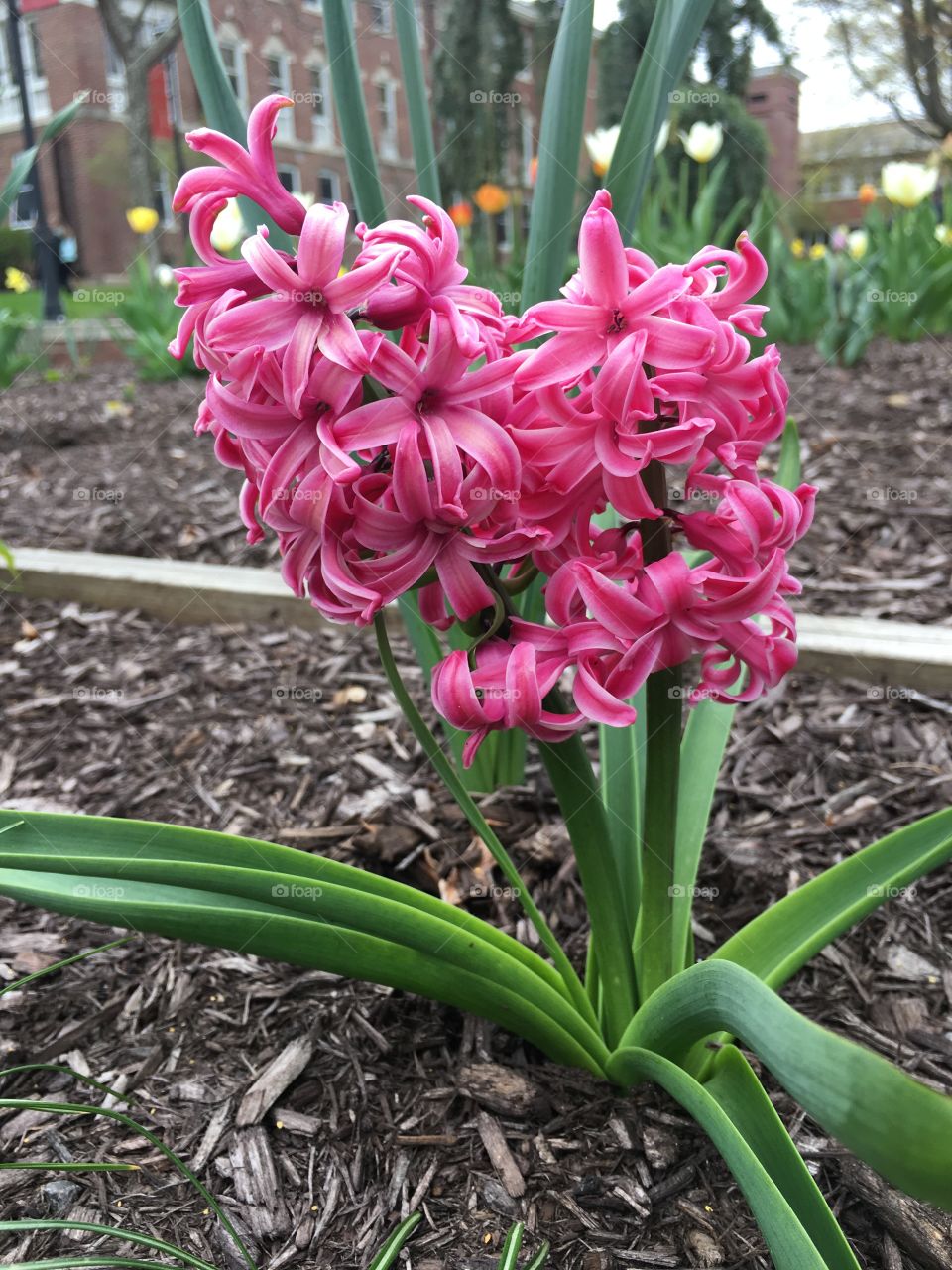 Pink hyacinth