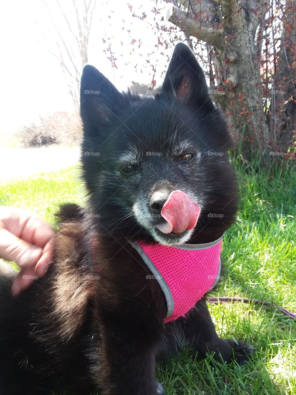 Schipperke in the Park