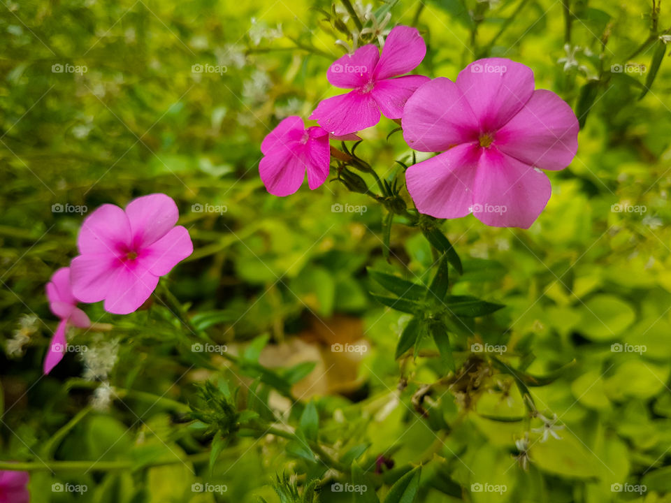 small pink flowers