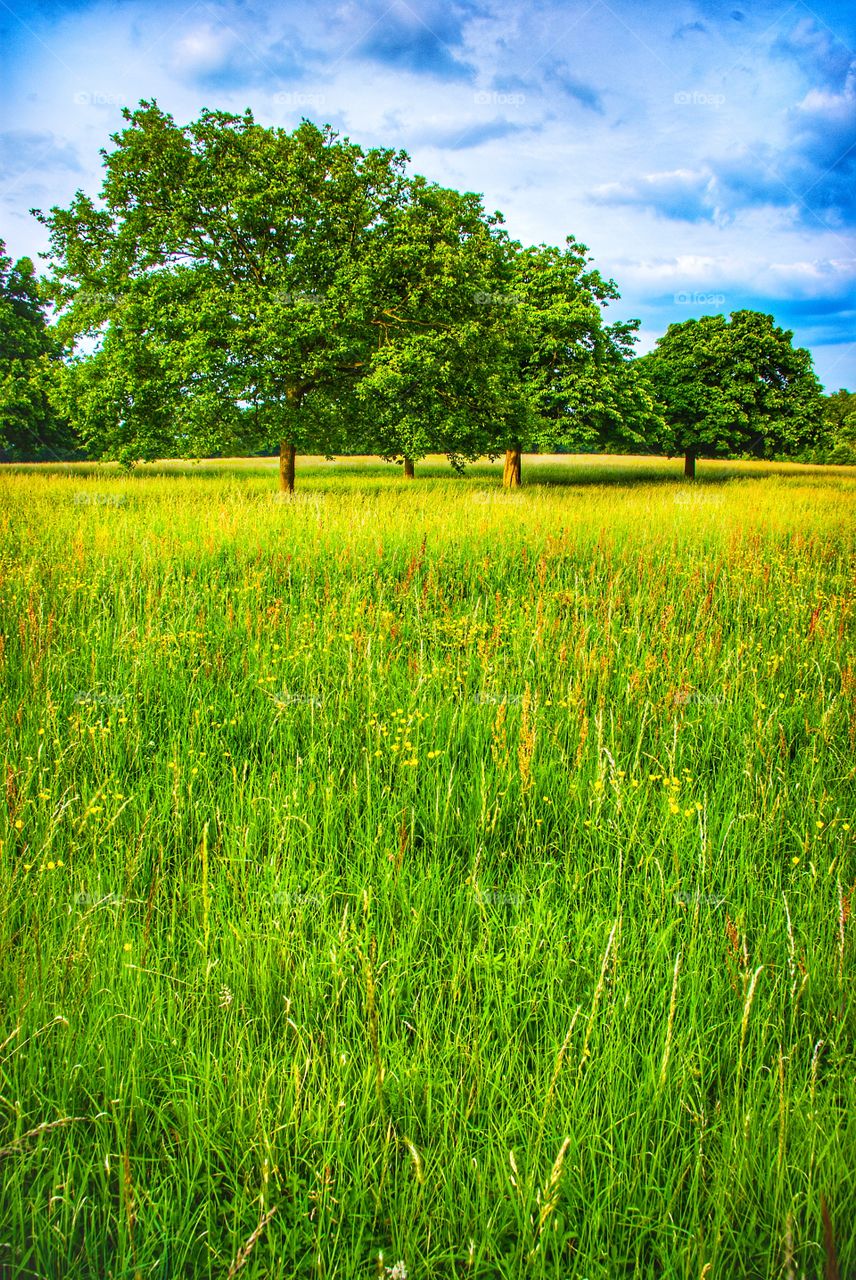 View Across the Field, Nonsuch