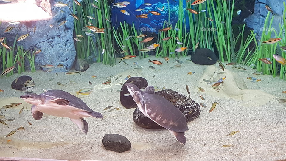 Wasserschildkröte Fische
