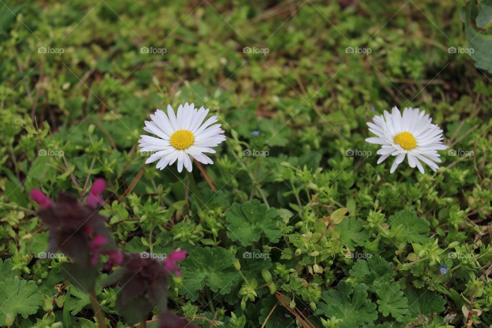 Flowers in spring 🌸🌸