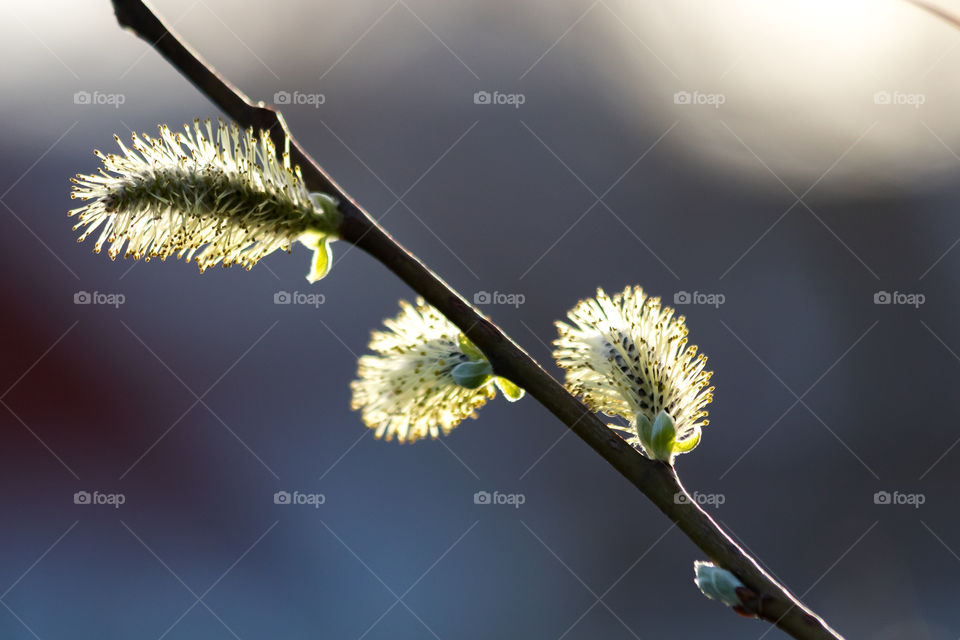 Sun shining on willow catkins in early spring 