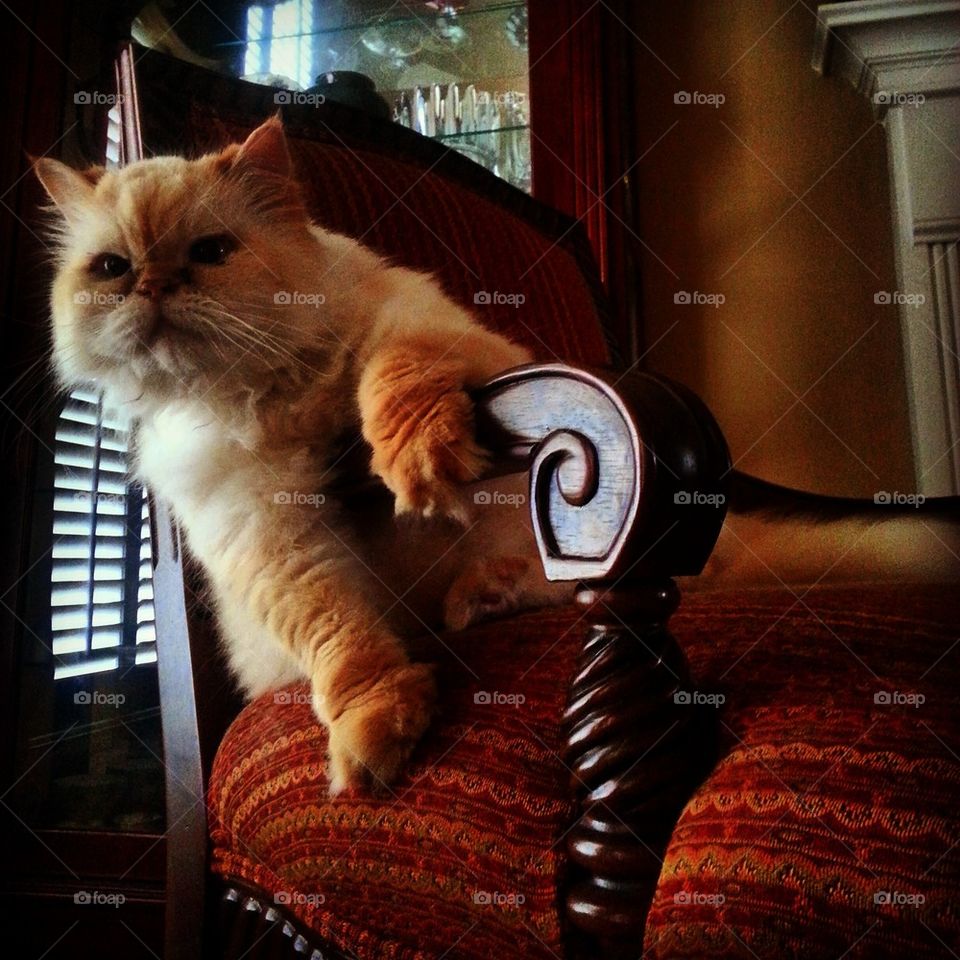 Cat chair 