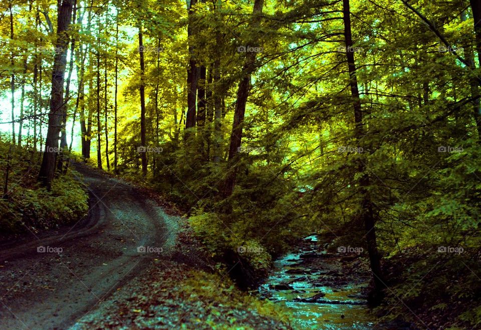 Forest Path and Stream