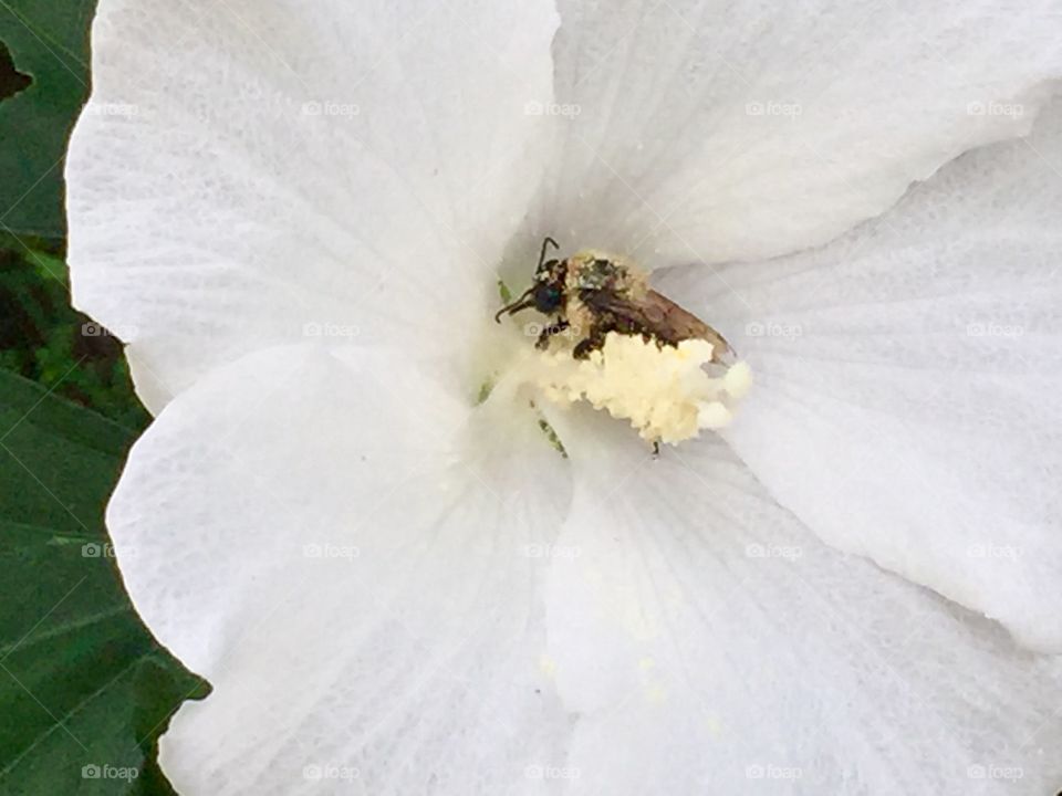 Bee on rose of Sharon 