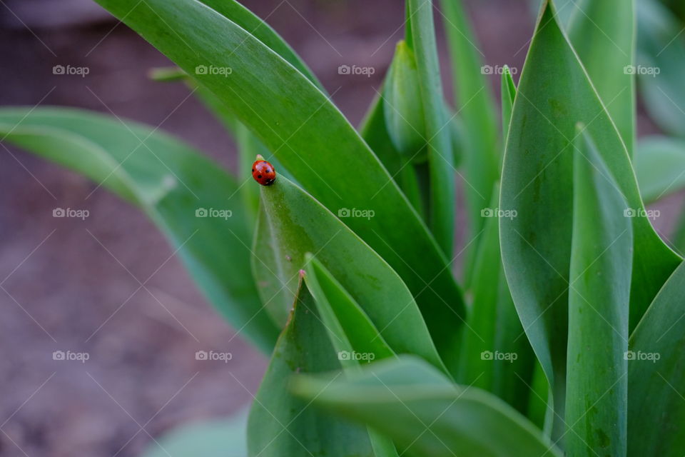 ladybug 