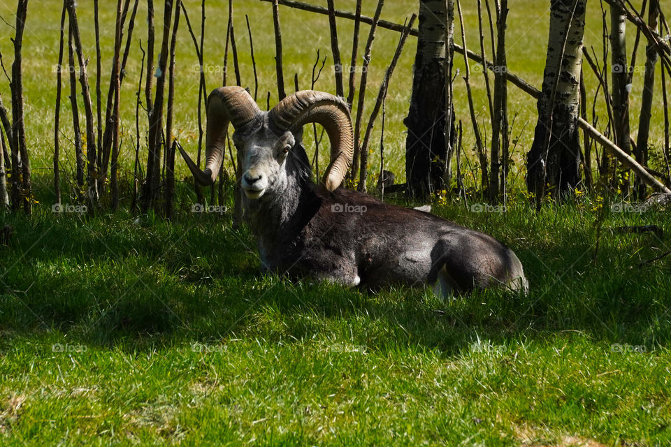 Big horn sheep resting in the shade