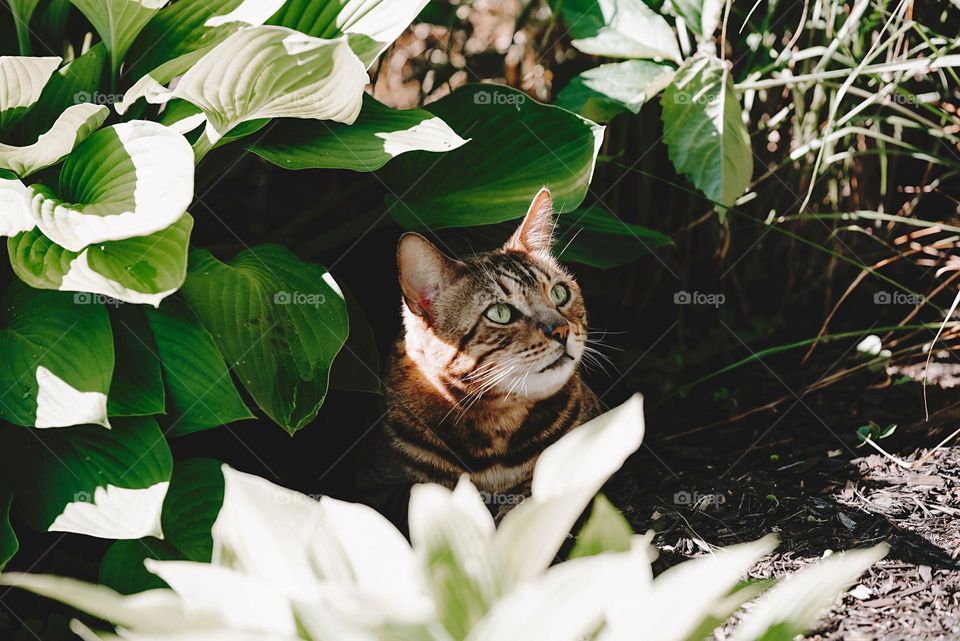 Cat Hiding in the Garden 