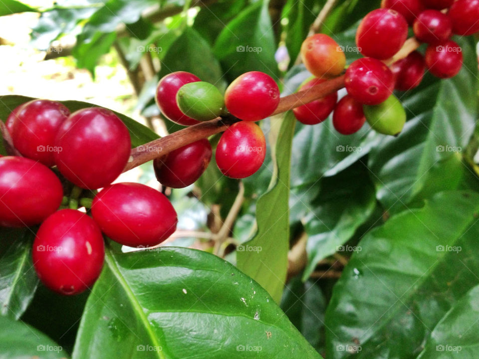 Red Arabica Coffee Bean