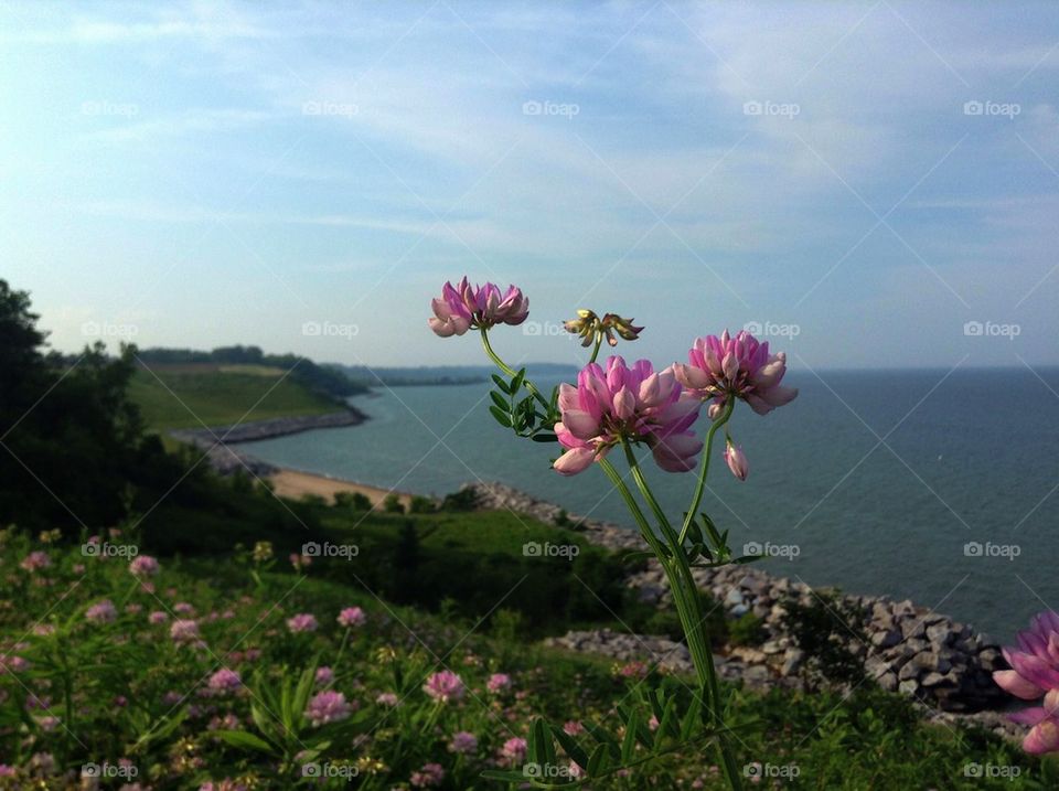 Summer Flowers