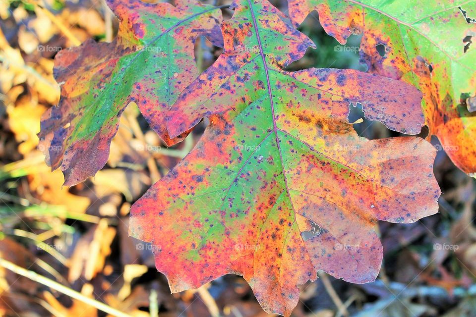 High angle view of old maple leaves