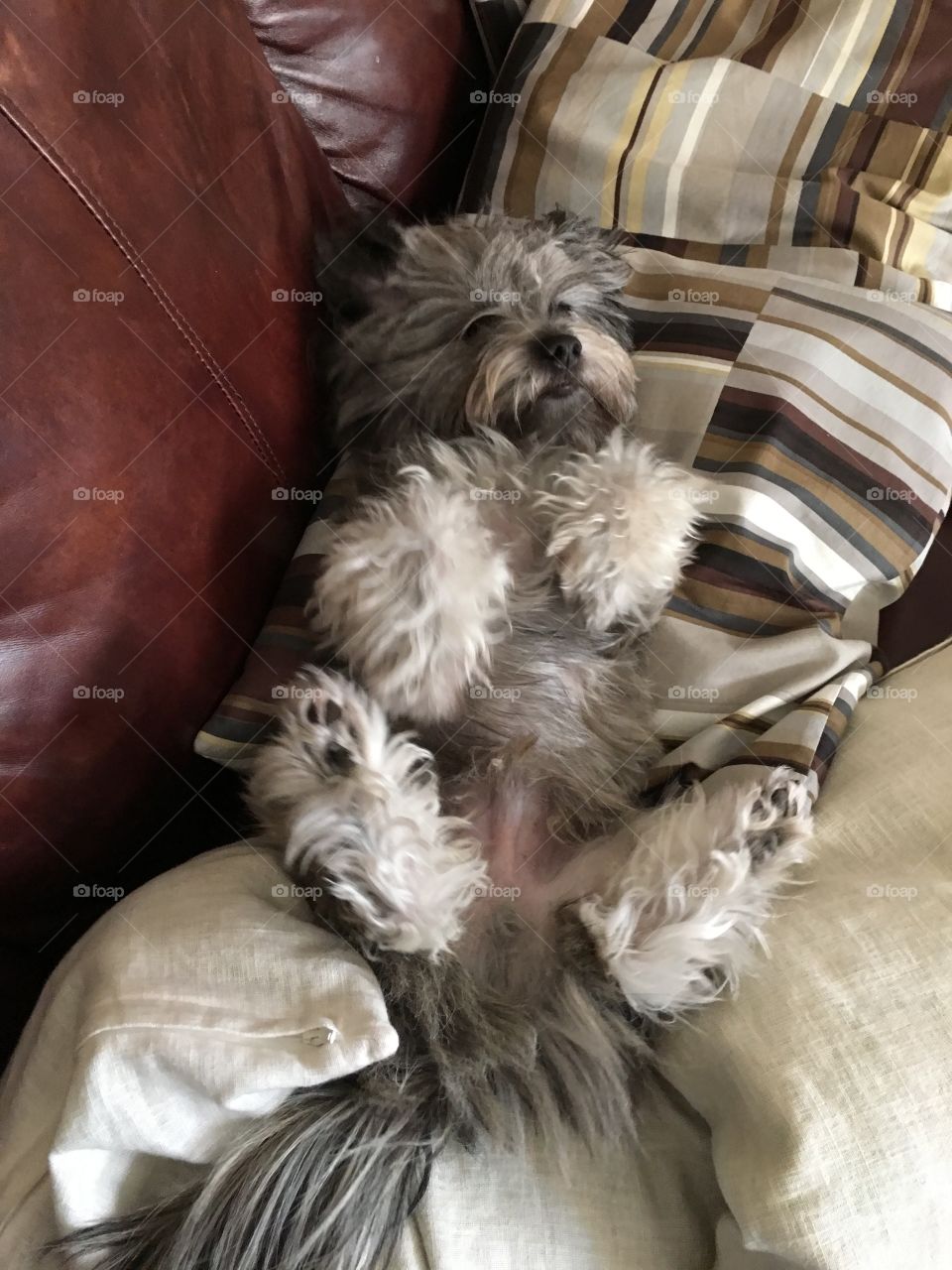 Hugo laying down relaxing