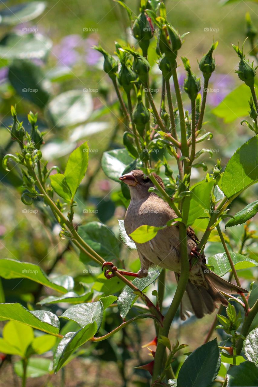 Sparrow at the rose bush