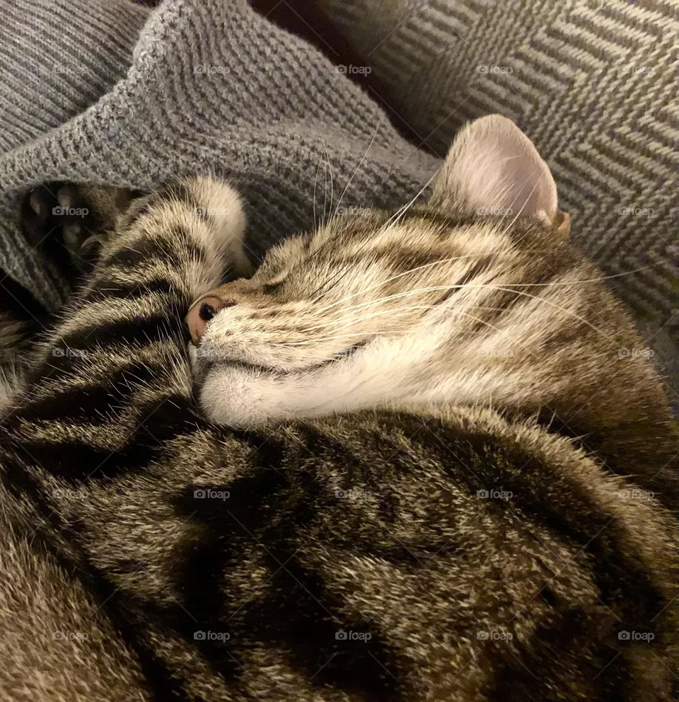 Do Not Disturb
