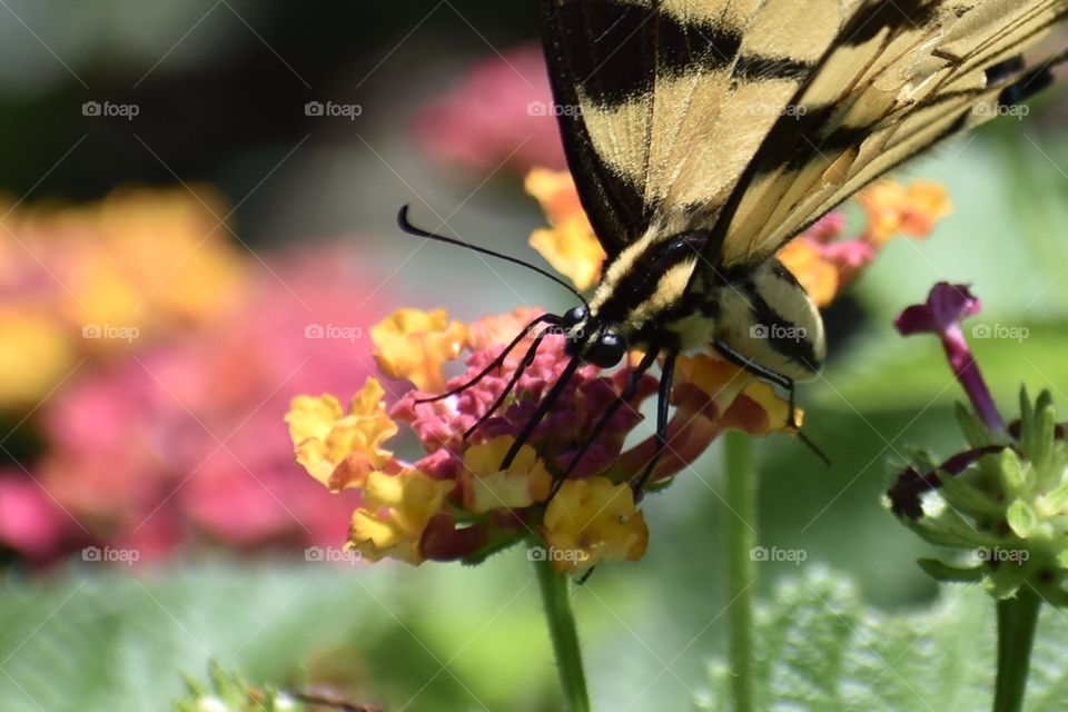 Butterfly on flower