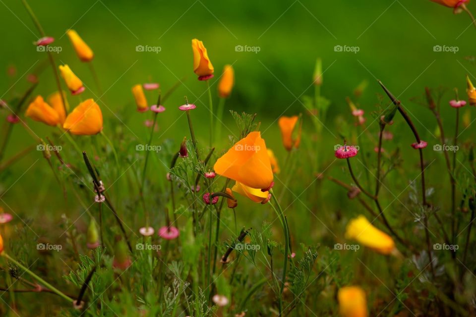 California poppies and other wildflowers 