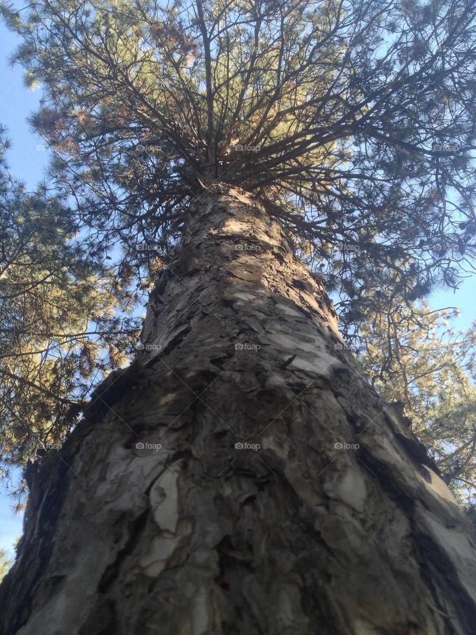 Low angle view of tree trunk