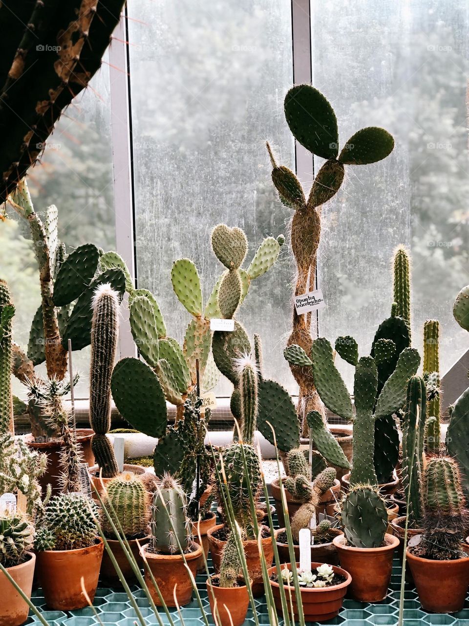 Different size cactus in botanical garden 