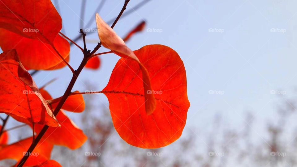 Red Leave