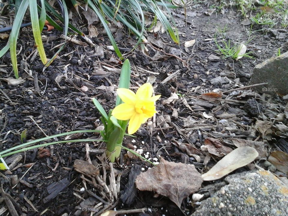 First Daffodil 2016