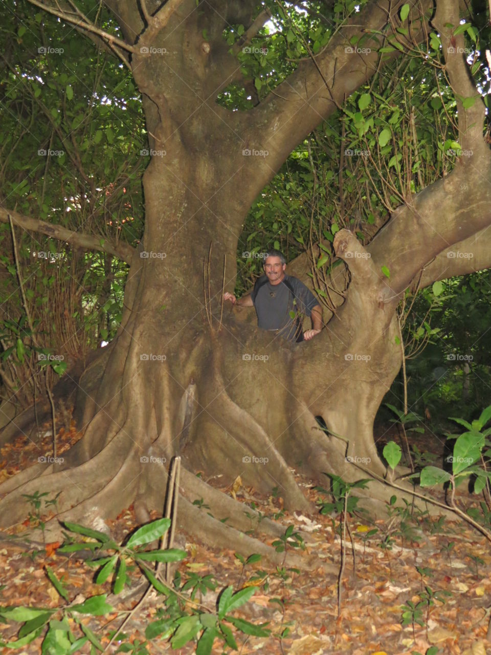 Gigantic Banyon Tree Trunk.