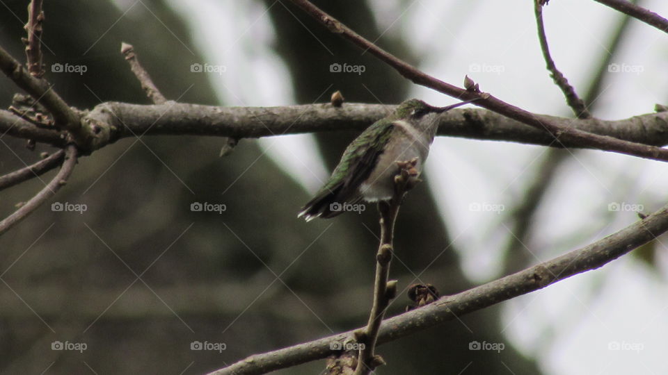 Bird sitting in a tree in the winter